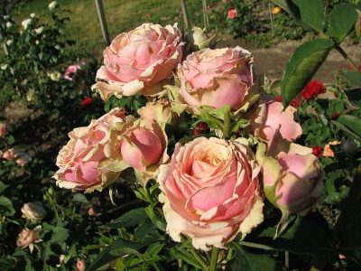 Róża pitahaya