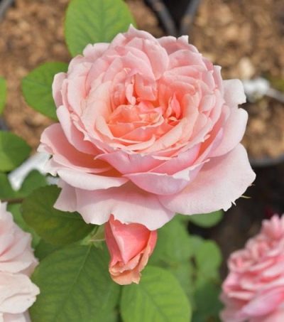 Rose Paul Bocuse