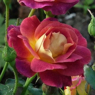 Rosa Prieure de Sant Cosme