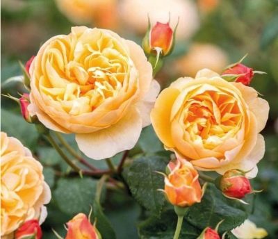 Rose Roald Dahl