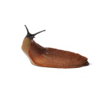 Ślimaki