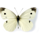 Motyl kapuściany