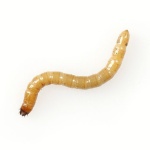 Wireworm