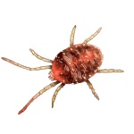 Pajączek