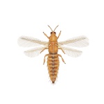 Wciornastki