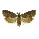 Ćma śliwkowa
