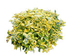 Euonymus: opis krzewu, sadzenie i pielęgnacja