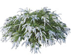Spirea: opis, rodzaje i odmiany, technika rolnicza