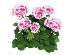 Wszystko o geranium