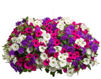Petunia: gatunek, uprawa w domu i choroby