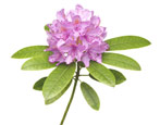 Rododendron: co to jest, zasady sadzenia i pielęgnacji