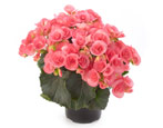 Begonia: opis, rodzaje i pielęgnacja