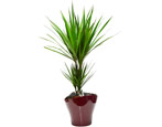 Dracaena: cechy i pochodzenie, sadzenie i pielęgnacja