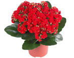 Kalanchoe: opis, rodzaje i pielęgnacja w domu