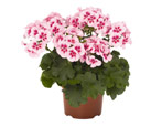 Pelargonia: charakterystyka, odmiany, uprawa