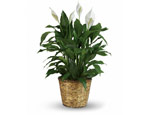 Kwiat Spathiphyllum (szczęście kobiet): rodzaje, pielęgnacja i rozmnażanie