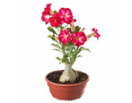 Adenium: opis, rodzaje i pielęgnacja w domu