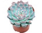 Echeveria: opis, pielęgnacja i reprodukcja w domu