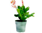 Epiphyllum: charakterystyka, rodzaje, uprawa i rozmnażanie