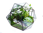 Jak zrobić florarium z sukulentami własnymi rękami?