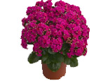 Kalanchoe: opis, rodzaje i pielęgnacja w domu