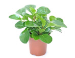 Peperomia: opis, rodzaje, reprodukcja i pielęgnacja